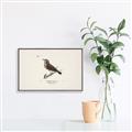 Picture of Wood Lark Bird _GroupedProduct_Rectangle_Landscape_Canvas_Framed_