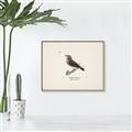 Picture of Wood Lark Bird _GroupedProduct_Rectangle_Landscape_Canvas_Framed_