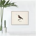 Picture of Wood Lark Bird _GroupedProduct_Rectangle_Landscape_Canvas_Framed_