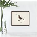 Picture of Wood Lark Bird _GroupedProduct_Rectangle_Landscape_Canvas_Framed_