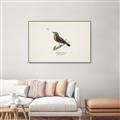Picture of Wood Lark Bird _GroupedProduct_Rectangle_Landscape_Canvas_Framed_