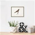 Picture of Turdus _GroupedProduct_Rectangle_Landscape_Canvas_Framed_