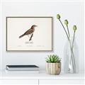 Picture of Turdus _GroupedProduct_Rectangle_Landscape_Canvas_Framed_