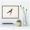 Picture of Turdus _GroupedProduct_Rectangle_Landscape_Canvas_Framed_