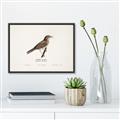 Picture of Turdus _GroupedProduct_Rectangle_Landscape_Canvas_Framed_