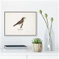 Picture of Turdus _GroupedProduct_Rectangle_Landscape_Canvas_Framed_