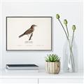 Picture of Turdus _GroupedProduct_Rectangle_Landscape_Canvas_Framed_