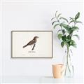 Picture of Turdus _GroupedProduct_Rectangle_Landscape_Canvas_Framed_