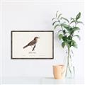 Picture of Turdus _GroupedProduct_Rectangle_Landscape_Canvas_Framed_