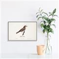 Picture of Turdus _GroupedProduct_Rectangle_Landscape_Canvas_Framed_