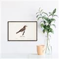 Picture of Turdus _GroupedProduct_Rectangle_Landscape_Canvas_Framed_