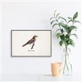 Picture of Turdus _GroupedProduct_Rectangle_Landscape_Canvas_Framed_