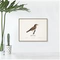 Picture of Turdus _GroupedProduct_Rectangle_Landscape_Canvas_Framed_