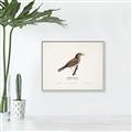Picture of Turdus _GroupedProduct_Rectangle_Landscape_Canvas_Framed_