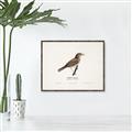 Picture of Turdus _GroupedProduct_Rectangle_Landscape_Canvas_Framed_