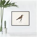 Picture of Turdus _GroupedProduct_Rectangle_Landscape_Canvas_Framed_