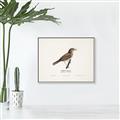 Picture of Turdus _GroupedProduct_Rectangle_Landscape_Canvas_Framed_