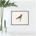 Picture of Turdus _GroupedProduct_Rectangle_Landscape_Canvas_Framed_