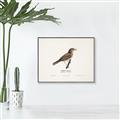 Picture of Turdus _GroupedProduct_Rectangle_Landscape_Canvas_Framed_