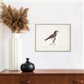 Picture of Turdus _GroupedProduct_Rectangle_Landscape_Canvas_Framed_