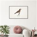Picture of Turdus _GroupedProduct_Rectangle_Landscape_Canvas_Framed_