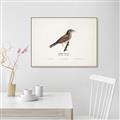 Picture of Turdus _GroupedProduct_Rectangle_Landscape_Canvas_Framed_