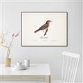 Picture of Turdus _GroupedProduct_Rectangle_Landscape_Canvas_Framed_