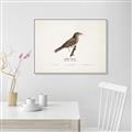 Picture of Turdus _GroupedProduct_Rectangle_Landscape_Canvas_Framed_
