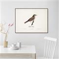 Picture of Turdus _GroupedProduct_Rectangle_Landscape_Canvas_Framed_