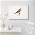 Picture of Turdus _GroupedProduct_Rectangle_Landscape_Canvas_Framed_
