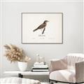 Picture of Turdus _GroupedProduct_Rectangle_Landscape_Canvas_Framed_