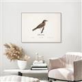 Picture of Turdus _GroupedProduct_Rectangle_Landscape_Canvas_Framed_