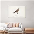 Picture of Turdus _GroupedProduct_Rectangle_Landscape_Canvas_Framed_