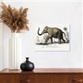 Picture of Indian Elephant _GroupedProduct_Rectangle_Landscape_Unframed_Print_Only_