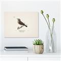 Picture of Wood Lark Bird _GroupedProduct_Rectangle_Landscape_Unframed_Print_Only_