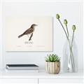 Picture of Turdus _GroupedProduct_Rectangle_Landscape_Unframed_Print_Only_