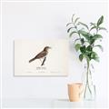 Picture of Turdus _GroupedProduct_Rectangle_Landscape_Unframed_Print_Only_