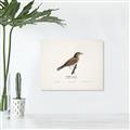 Picture of Turdus _GroupedProduct_Rectangle_Landscape_Unframed_Print_Only_
