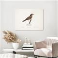 Picture of Turdus _GroupedProduct_Rectangle_Landscape_Unframed_Print_Only_