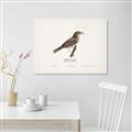 Picture of Turdus _GroupedProduct_Rectangle_Landscape_Unframed_Print_Only_