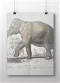 Picture of Indian Elephant _GroupedProduct_Rectangle_Landscape_Unframed_Print_Only_