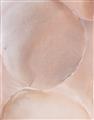 Picture of Peach Palette Bubbles _GroupedProduct_Rectangle_Portrait_Unframed_Print_Only_