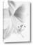 Picture of White Floral Hues