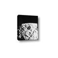 Picture of Moon Landing _GroupedProduct_Rectangle_Portrait_Photography _GroupedProduct_Rectangle_Portrait_Canvas_