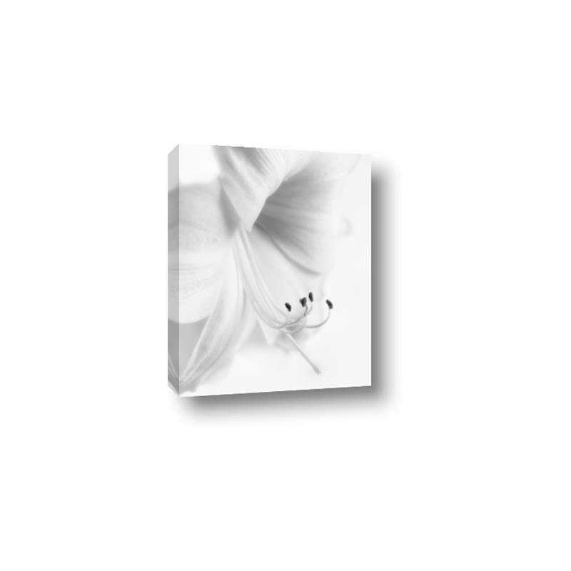 Picture of White Floral Hues _GroupedProduct_Rectangle_Portrait_Photography _GroupedProduct_Rectangle_Portrait_Canvas_