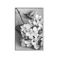 Picture of The Flowers He Gave _GroupedProduct_Rectangle_Portrait_Photography _GroupedProduct_Rectangle_Portrait_Canvas_Framed_