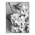 Picture of The Flowers He Gave _GroupedProduct_Rectangle_Portrait_Photography _GroupedProduct_Rectangle_Portrait_Canvas_Framed_