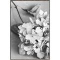 Picture of The Flowers He Gave _GroupedProduct_Rectangle_Portrait_Photography _GroupedProduct_Rectangle_Portrait_Canvas_Framed_