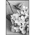 Picture of The Flowers He Gave _GroupedProduct_Rectangle_Portrait_Photography _GroupedProduct_Rectangle_Portrait_Canvas_Framed_