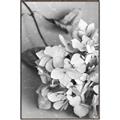 Picture of The Flowers He Gave _GroupedProduct_Rectangle_Portrait_Photography _GroupedProduct_Rectangle_Portrait_Canvas_Framed_